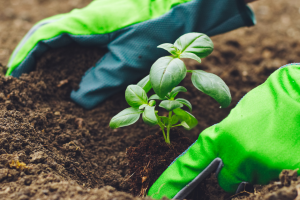 Gardening 